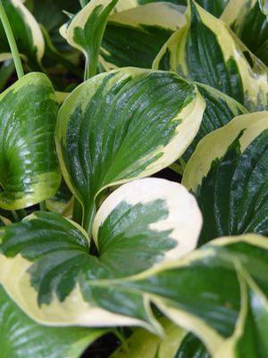 Hosta hybrid 'Regal Splendor' Hosta from Moose Crossing Garden Center