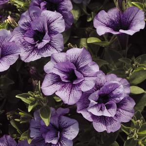 Petunia hybrid 'Supertunia Priscilla' Petunia from Moose Crossing Garden Center