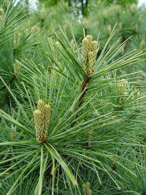 Pinus Strobus Eastern white pine from Moose Crossing Garden Center