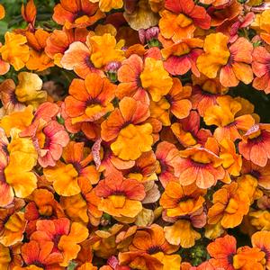 Nemesia hybrid 'Sunsatia Blood Orange' Nemesia from Moose Crossing Garden Center