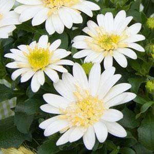 Osteospermum hybrid '4D Lemon Ice' African Daisy from Moose Crossing Garden Center