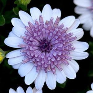 Osteospermum Hybrid '4D Silver' African Daisy from Moose Crossing Garden Center