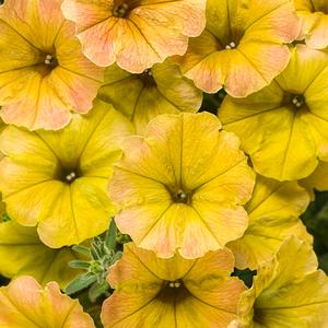 Petunia hybrid 'Supertunia Honey' Petunia from Moose Crossing Garden Center