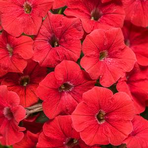 Petunia hybrid 'Supertunia Really Red' Petunia from Moose Crossing Garden Center