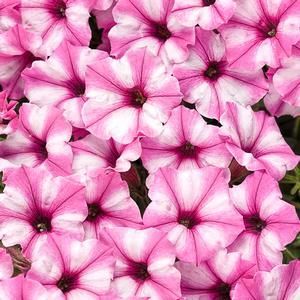 Petunia hybrid 'Supertunia Pink Star Charm' Petunia from Moose Crossing Garden Center
