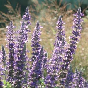 Salvia Farinacea 'Victoria Blue' Blue salvia from Moose Crossing Garden Center