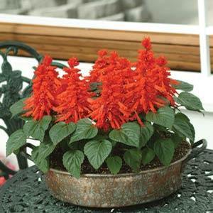 Salvia Splendens 'Red Hot Sally' Garden Salvia from Moose Crossing Garden Center