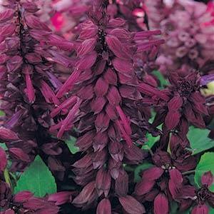 Salvia Splendens 'Vista Purple' Sage from Moose Crossing Garden Center