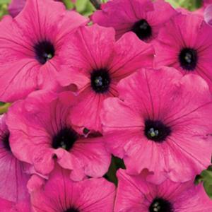 Petunia hybrid 'Supertunia Royal Magenta' Petunia from Moose Crossing Garden Center