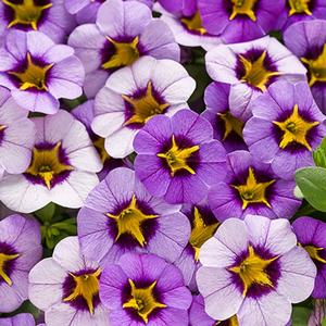 Calibrachoa hybrid 'Evening Star' Superbells from Moose Crossing Garden Center
