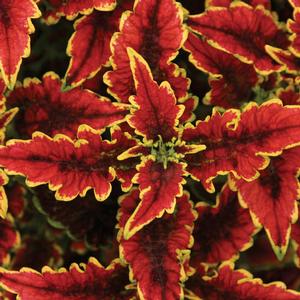 Solenostemen hybrid 'El Brighto' Coleus from Moose Crossing Garden Center