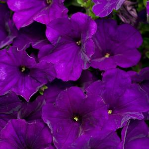 Petunia hybrid 'Supertunia Royal Velvet' Petunia from Moose Crossing Garden Center