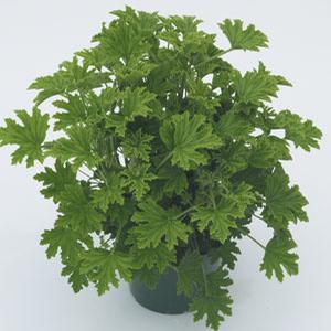 Pelargonium Citrosa 'Citronella geranium' Mosquito plant from Moose Crossing Garden Center