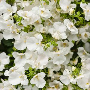Diascia hybrid 'Flirtation Glacier white' Diascia from Moose Crossing Garden Center