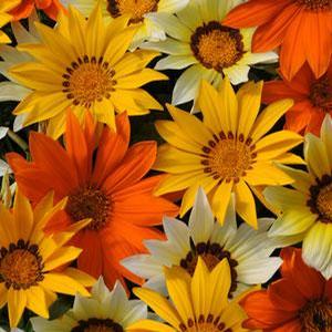Gazania 'New Day Series' Gazania from Moose Crossing Garden Center
