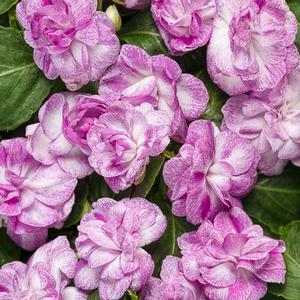 Impatiens walleriana 'Rockapulco Wisteria' Double Impatiens from Moose Crossing Garden Center