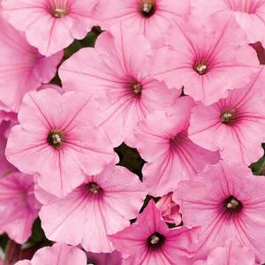 Petunia hybrid 'Supertunia Vista Bubblegum' Petunia from Moose Crossing Garden Center