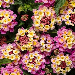 Lantana camara 'Luscious Pinkberry' Lantana from Moose Crossing Garden Center