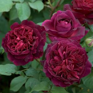 Rosa 'Munstead Wood' English Rose-David Austin from Moose Crossing Garden Center