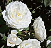 Rosa 'Cloud 10' Climbing rose from Moose Crossing Garden Center