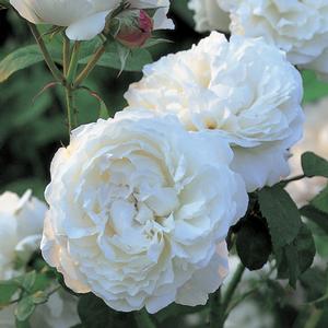 Rosa 'Winchester Cathedral' English Rose-David Austin from Moose Crossing Garden Center