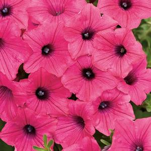 Petunia hybrid 'Supertunia Vista Fuchsia' Petunia from Moose Crossing Garden Center