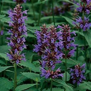 Agastache 'Black Adder' Anise Hyssop from Moose Crossing Garden Center