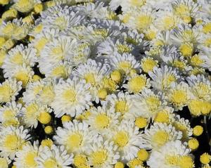 Chrysanthemum Garden Mum 'Dove White' Garden Mum from Moose Crossing Garden Center