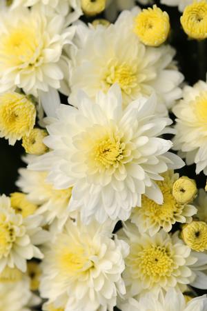 Chrysanthemum Garden Mum 'Butter N Cream' Garden Mum from Moose Crossing Garden Center