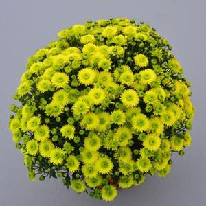 Chrysanthemum Garden Mum 'Key Lime' Garden Mum from Moose Crossing Garden Center