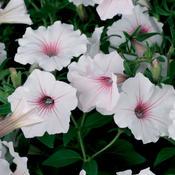 Petunia hybrid 'Supertunia Vista Silverberry' Petunia from Moose Crossing Garden Center