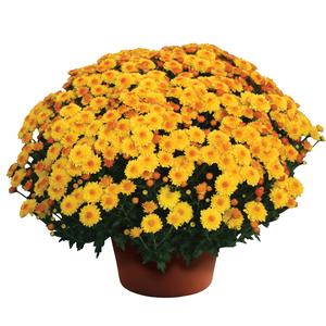 Chrysanthemum Garden Mum 'Golden Cheryl' Garden Mum from Moose Crossing Garden Center