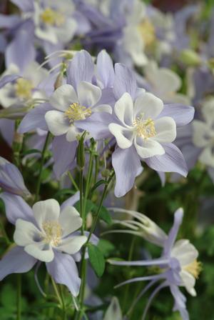 Aquilegia hybrid 'Songbird Blue Bird' Columbine from Moose Crossing Garden Center