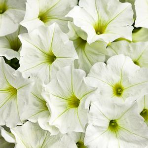 Petunia hybrid 'Supertunia White' Petunia from Moose Crossing Garden Center
