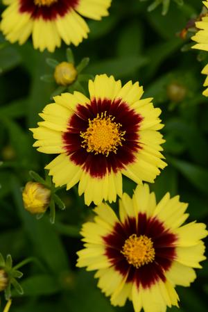 Coreopsis hybrid 'Uptick Yellow & Red' Tickseed from Moose Crossing Garden Center