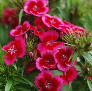Dianthus barbatus 'Barbarini Red' Sweet William from Moose Crossing Garden Center