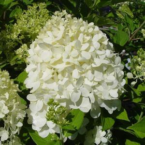 Hydrangea paniculata 'Limelight Tree Form' Tree Hydrangea from Moose Crossing Garden Center