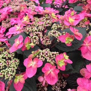Hydrangea serrata 'Tuff Stuff Red' Mountain Hydrangea from Moose Crossing Garden Center