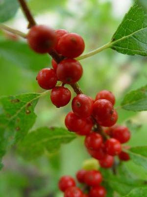 Ilex verticillata 'Sweetheart' Winterberry from Moose Crossing Garden Center