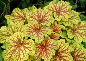 Heuchera hybrid 'Red Lightning' Coral Bells from Moose Crossing Garden Center