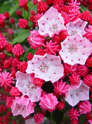 Kalmia latifolia 'Nathan Hale' Mountain Laurel from Moose Crossing Garden Center