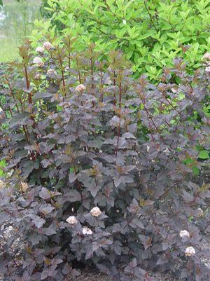 Physocarpus opulifolius 'Diabolo' Ninebark from Moose Crossing Garden Center
