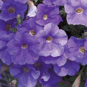Petunia hybrid 'Surfinia Sky Blue' Petunia from Moose Crossing Garden Center