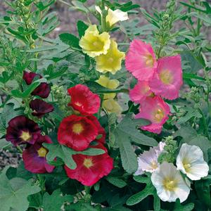 Alcea rosea 'Spotlight Las Vegas' Hollyhock from Moose Crossing Garden Center
