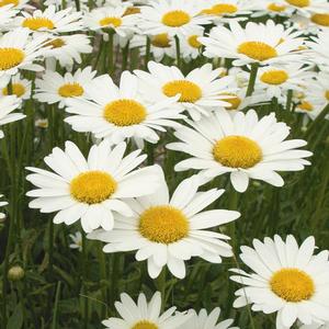 Leucanthemum superbum 'Brightside' Shasta Daisy from Moose Crossing Garden Center