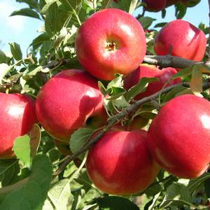 Malus domestica 'Crimson Crisp' Semi-Dwarf Apple from Moose Crossing Garden Center