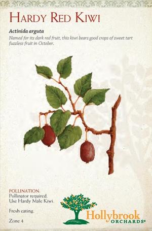 Actinidia arguta 'Hardy Red' Hardy Red Kiwi from Moose Crossing Garden Center