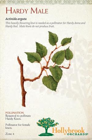 Actinidia arguta 'Hardy Male Kiwi' Hardy Male from Moose Crossing Garden Center