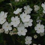 Phlox hybrid 'Intensia White' Phlox from Moose Crossing Garden Center