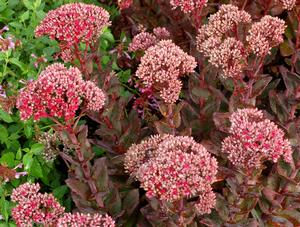 Sedum 'Thunderhead' Stonecrop from Moose Crossing Garden Center